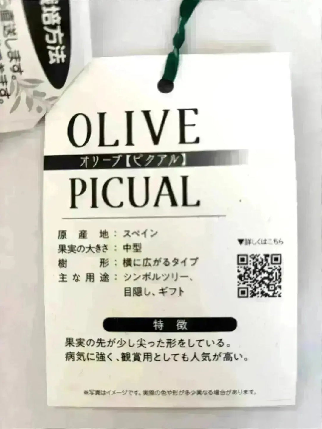 ピクアル Lサイズ 約150cm NO.10385 オリーブの木 - 株式会社鶴亀園