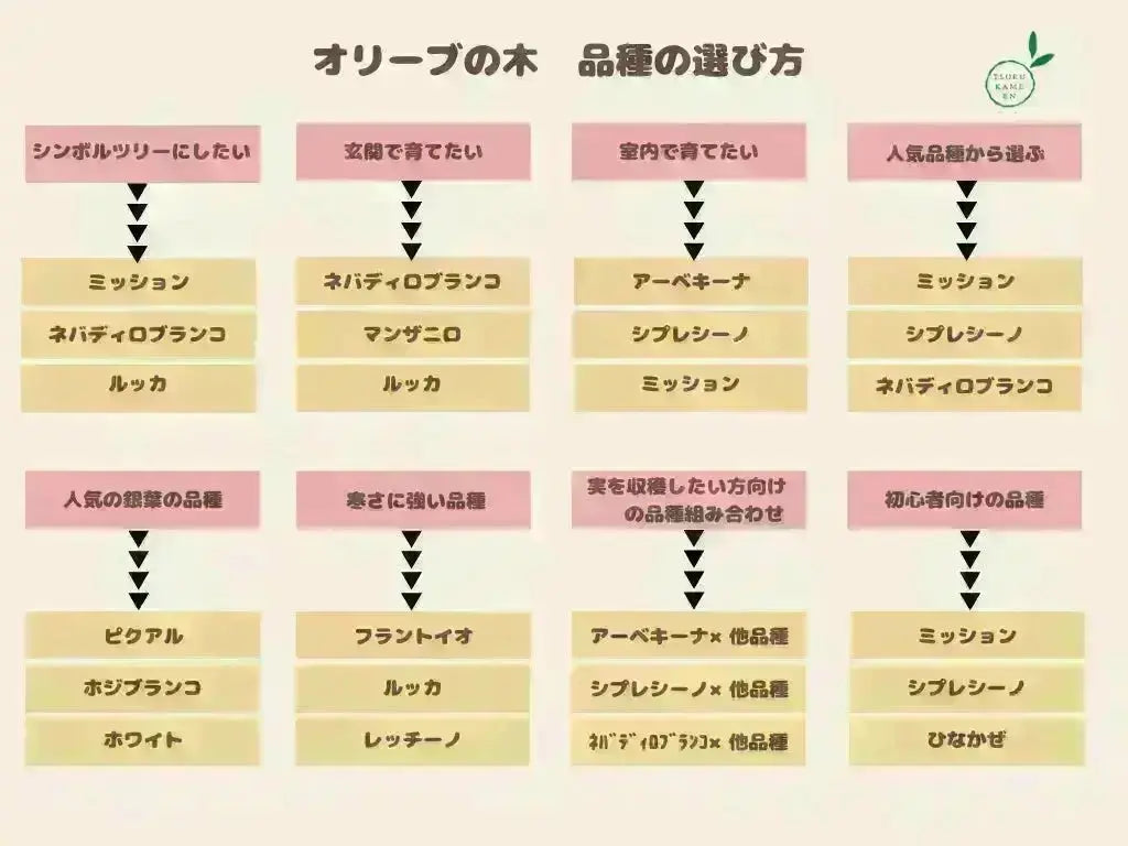 オリーブの木　ピクアル　7号　約90cm　NO.553　人気品種　一点物 人気・初心者向き・シンボル向き】シプレシーノ（オリーブの木