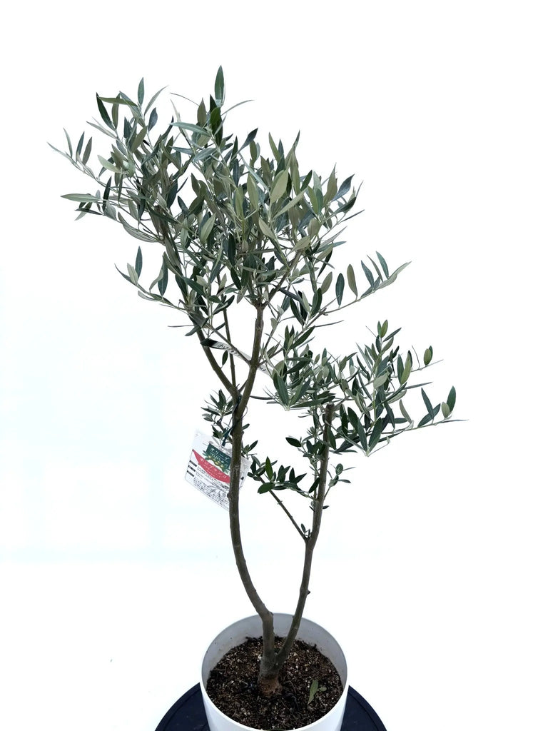 ホジブランコ Sサイズ 約100cm NO.10523 オリーブの木 人気品種 - 株式