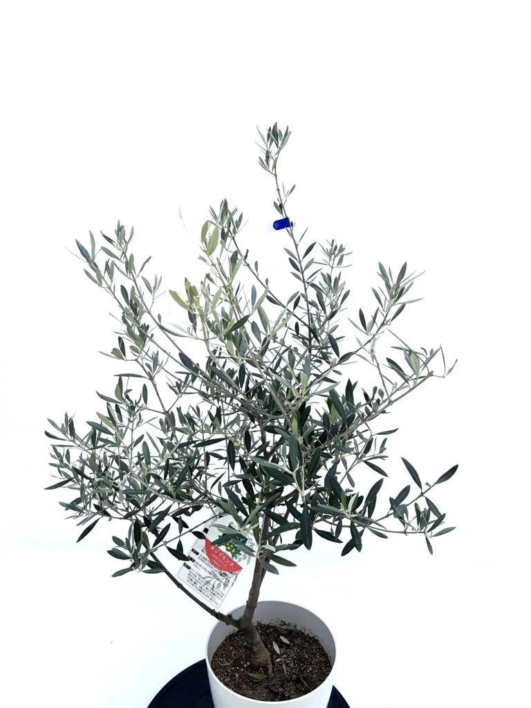 オリーブの木　ホジブランコ　7号　約120cm　NO.703　人気品種　現品掲載 オリーブの木 ホジブランコ 7号 約120cm NO.703 人気品種 現品掲載