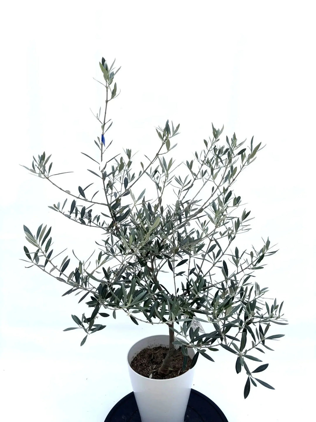 ホジブランコ Sサイズ 約100cm NO.10533 オリーブの木 人気品種 - 株式