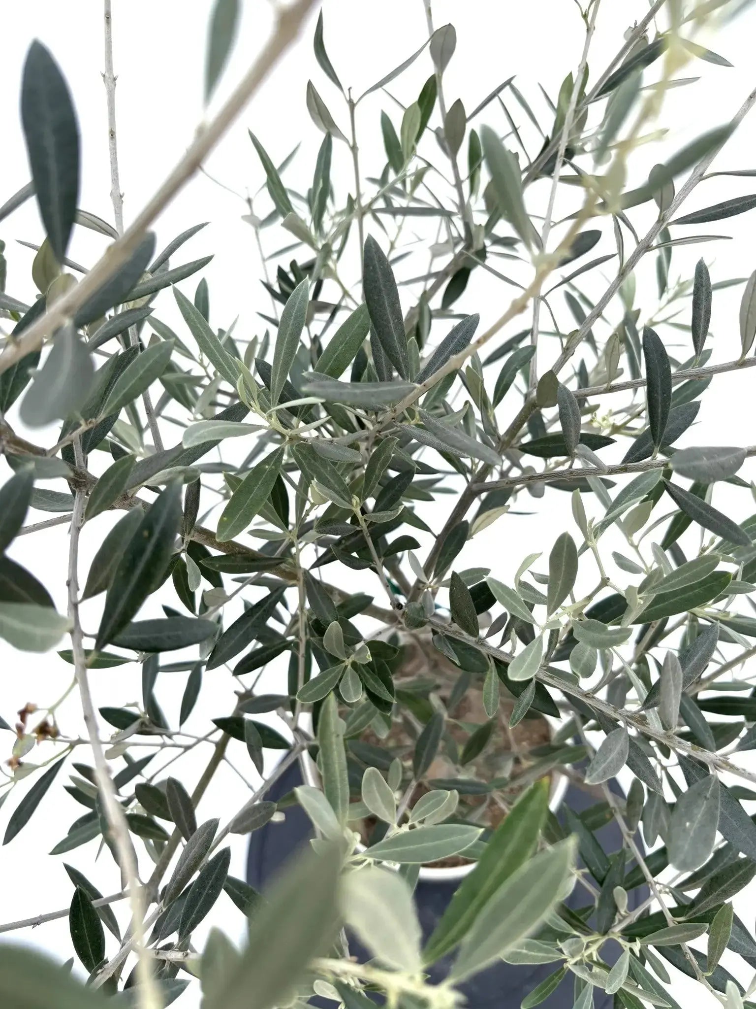 ホジブランコ Sサイズ 約100cm NO.10533 オリーブの木 人気品種 - 株式