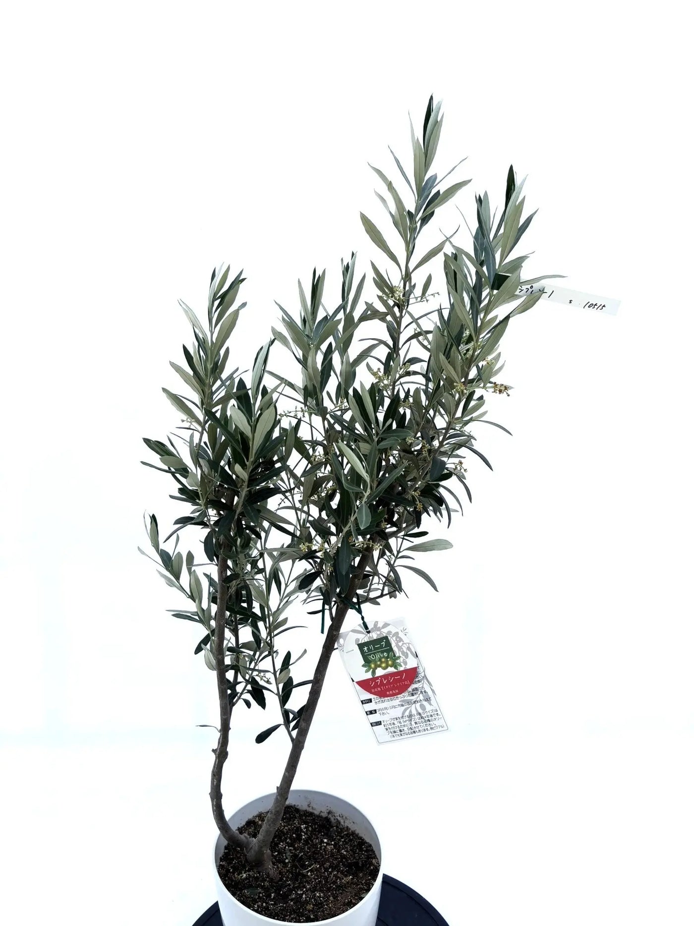 シプレシーノ　Sサイズ　約100cm　NO.10536　オリーブの木　人気品種 - 株式会社鶴亀園