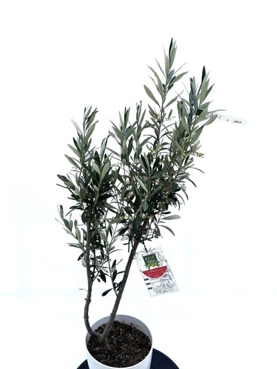 シプレシーノ　Sサイズ　約100cm　NO.10536　オリーブの木　人気品種 - 株式会社鶴亀園