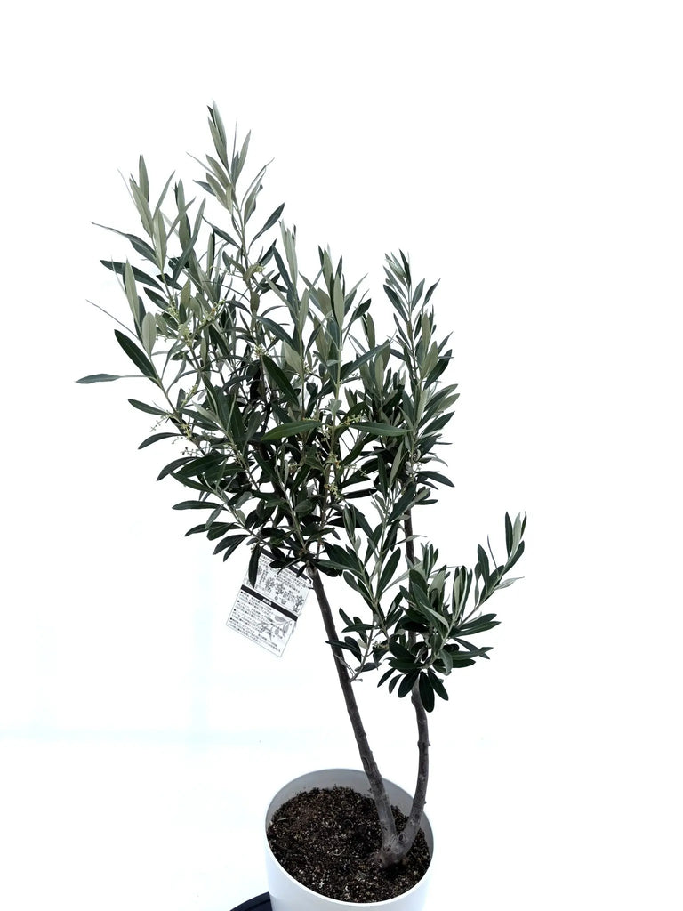 オリーブ シプレシーノ 【樹高:約100cm】 仕立て物 oct04 楽天市場】【現品】オリーブの木 シプレシーノ 苗木 樹高1.5m F118