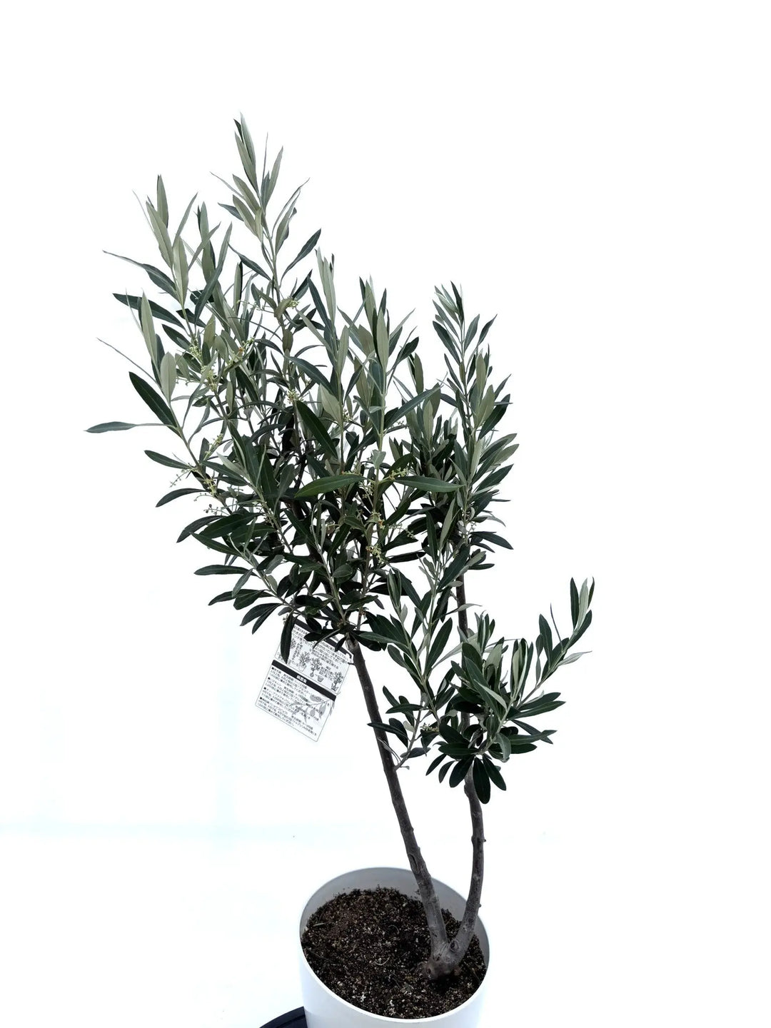 人気・初心者向き・シンボル向き】シプレシーノ（オリーブの木