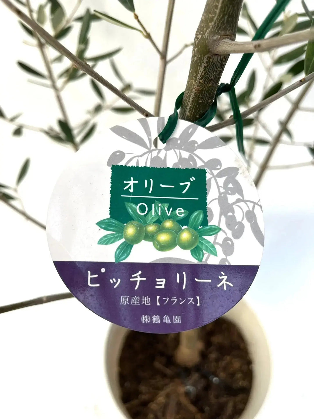 人気・小実】ピッチョリーネ（オリーブの木）〈室内向き〉｜約120cm｜M