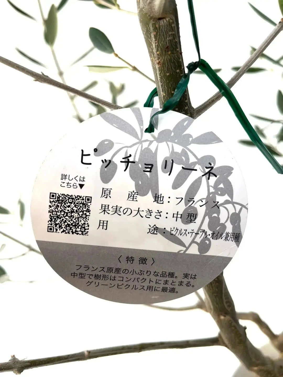 人気・小実】ピッチョリーネ（オリーブの木）〈室内向き〉｜約120cm｜M