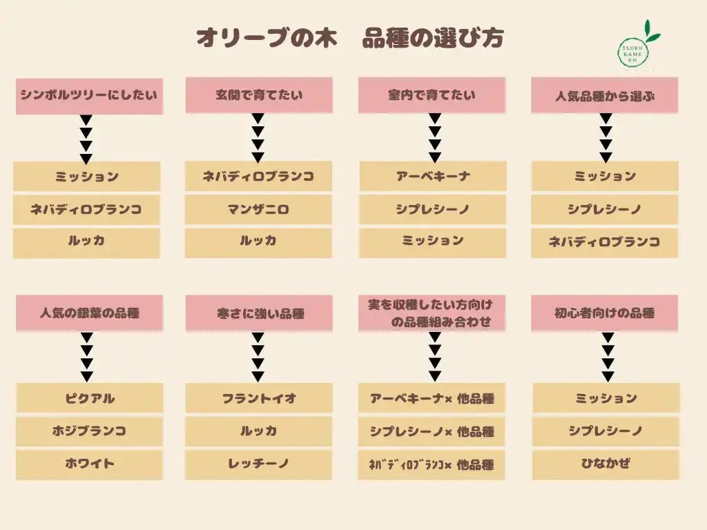 ピッチョリーネ Sサイズ 約95cm NO.10425 オリーブの木 - 株式会社鶴亀園