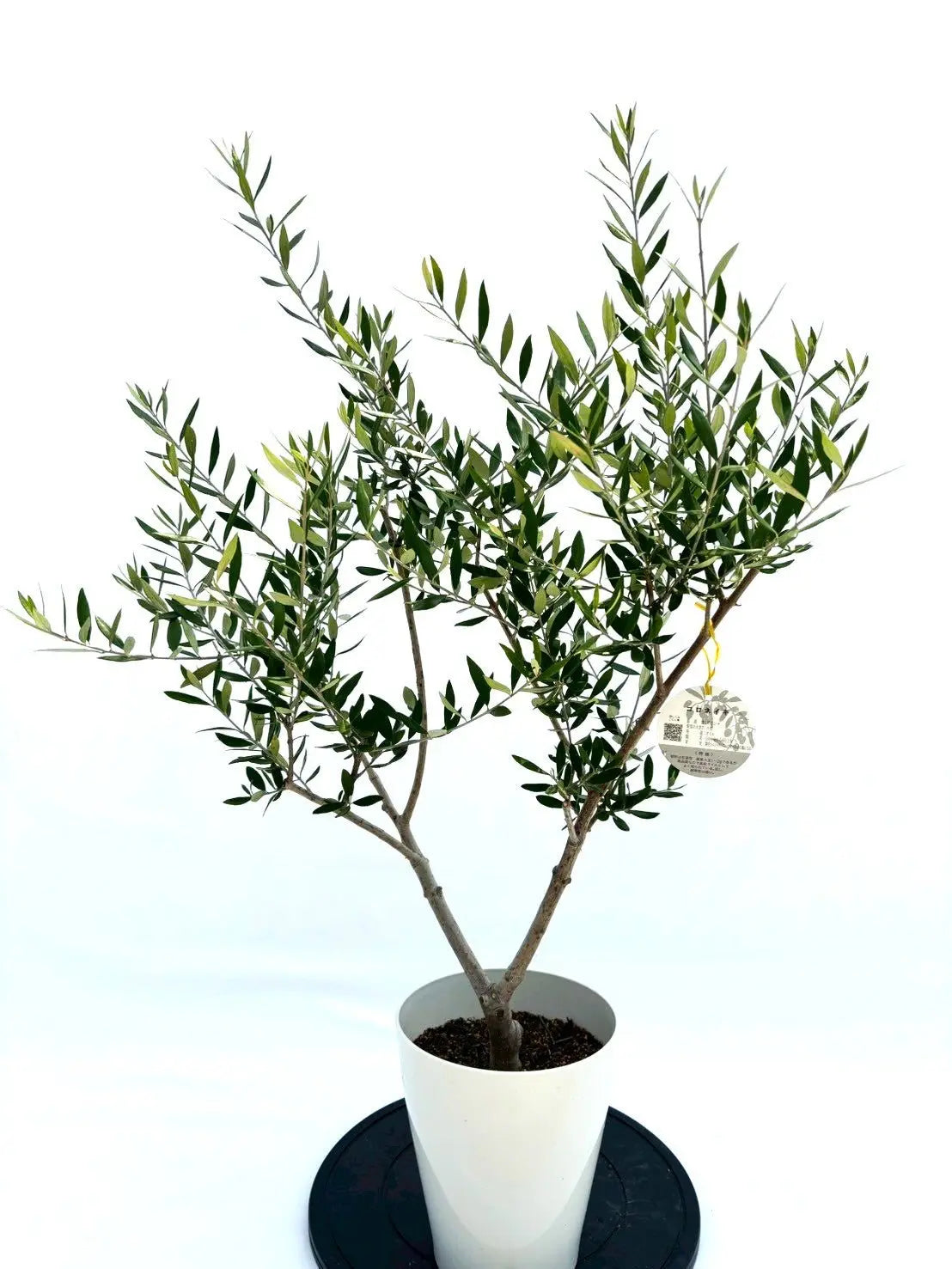 オイル用・小実】コロネイキ（オリーブの木）〈開帳型〉｜110cm｜S