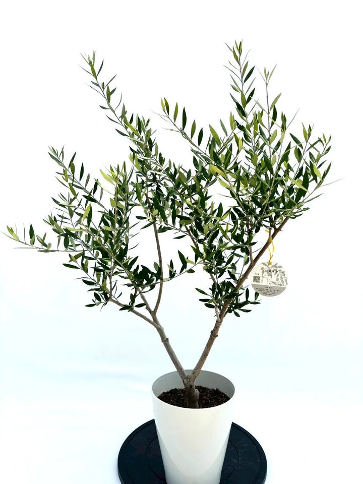 オイル用・小実】コロネイキ（オリーブの木）〈開帳型〉｜110cm｜S