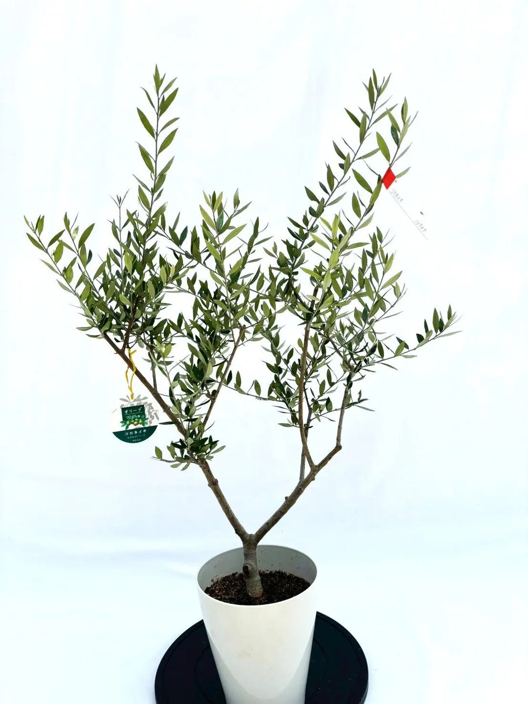 オイル用・小実】コロネイキ（オリーブの木）〈開帳型〉｜110cm｜S