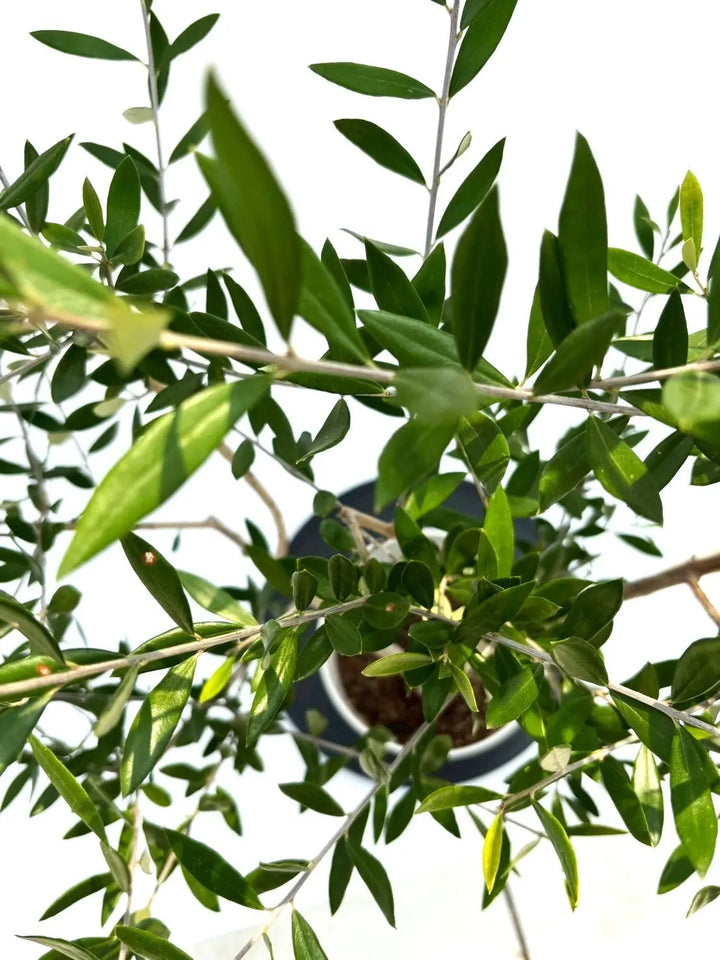 オイル用・小実】コロネイキ（オリーブの木）〈開帳型〉｜110cm｜S