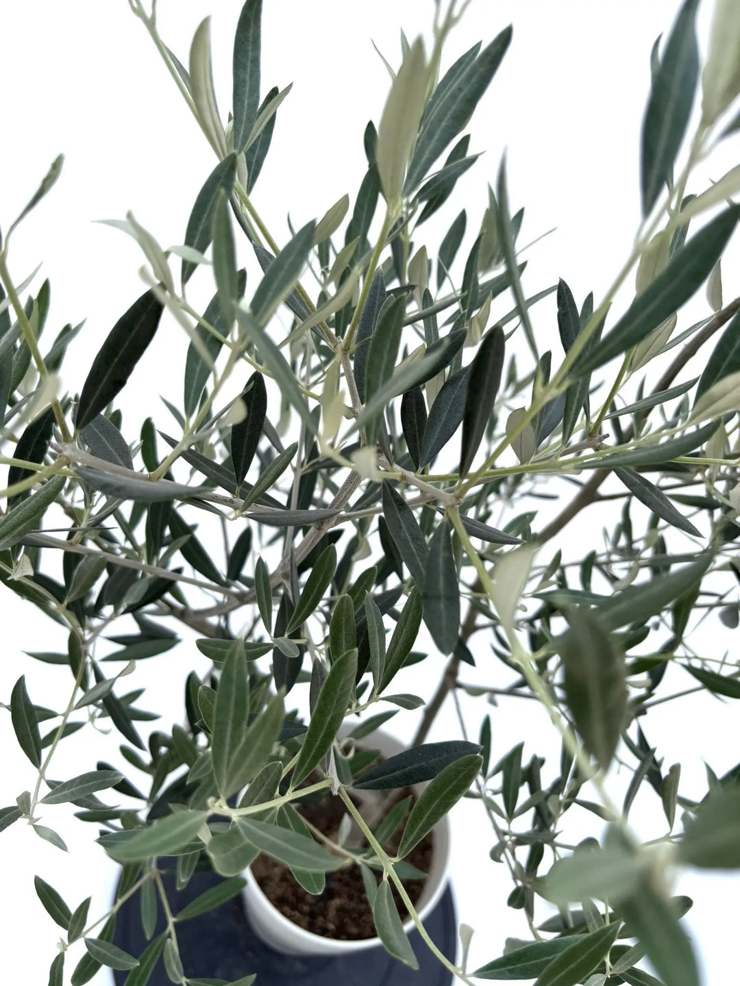 人気・銀葉】ピクアル（オリーブの木）〈自家受粉〉｜約110cm｜Sサイズ