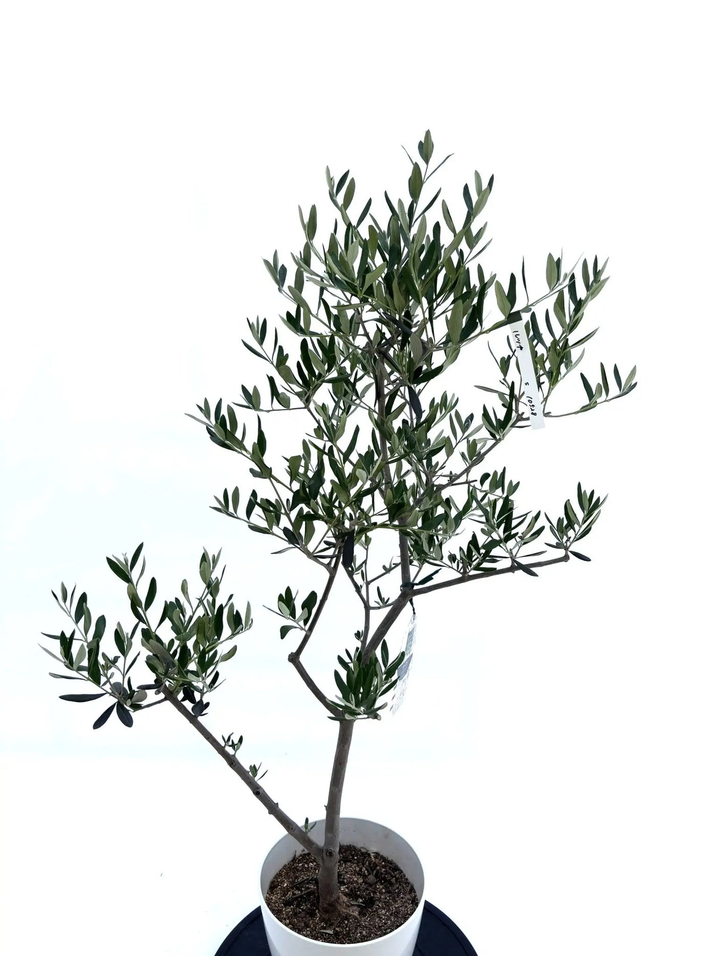 ルッカ　Sサイズ　約110cm　NO.10528　オリーブの木　人気品種 - 株式会社鶴亀園