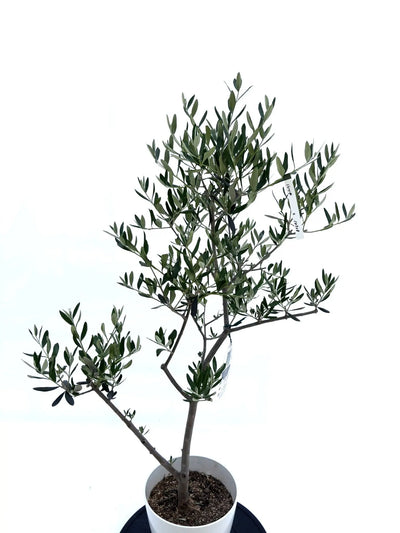 ルッカ　Sサイズ　約110cm　NO.10528　オリーブの木　人気品種 - 株式会社鶴亀園