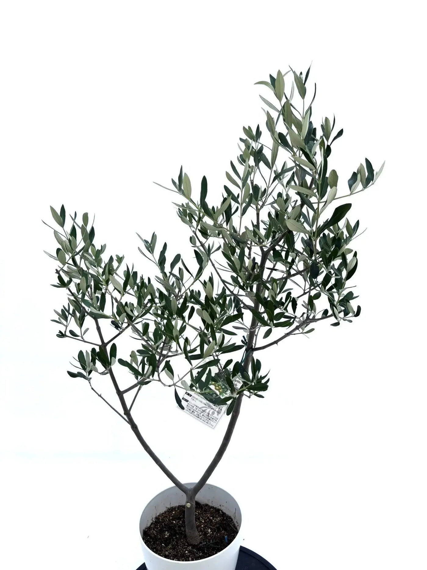 ルッカ　Sサイズ　約110cm　NO.10529　オリーブの木　人気品種 - 株式会社鶴亀園