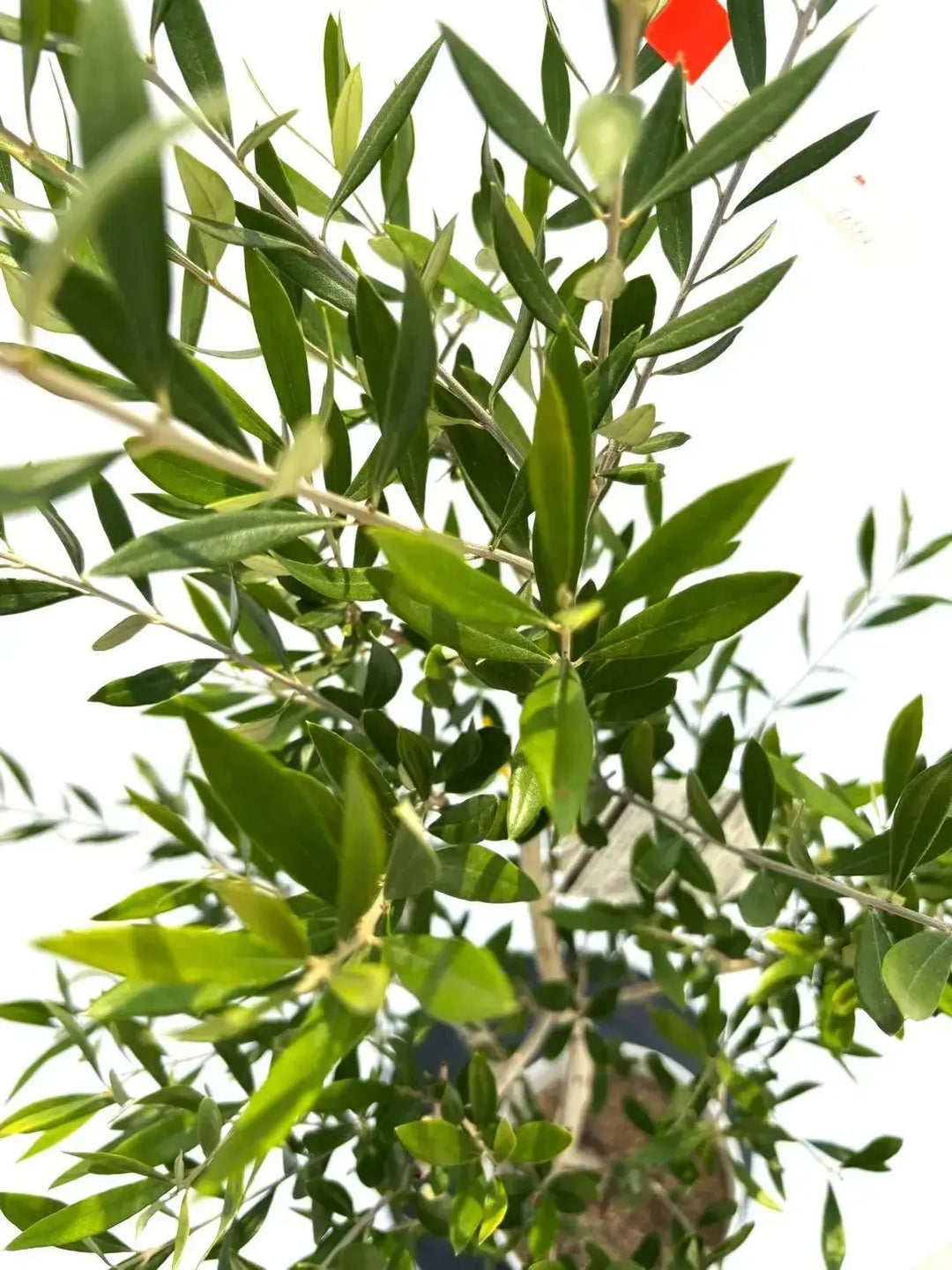 オイル用・小実】コロネイキ（オリーブの木）〈開帳型〉｜120cm｜S