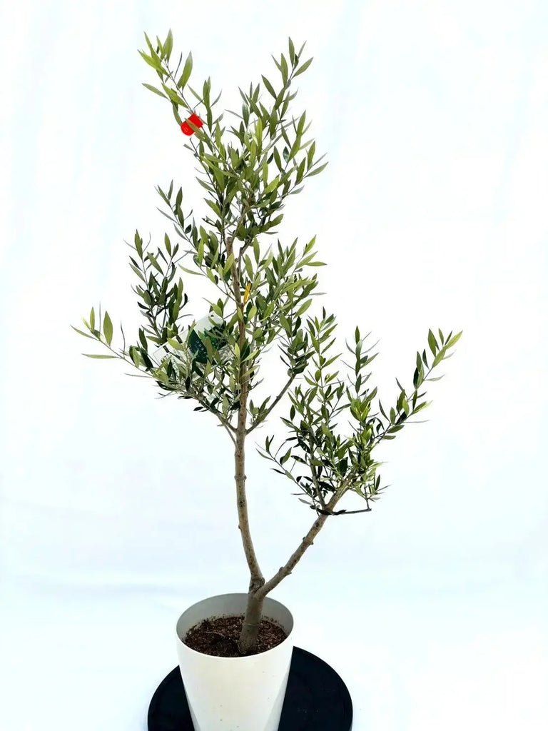 オイル用・小実】コロネイキ（オリーブの木）〈開帳型〉｜120cm｜S