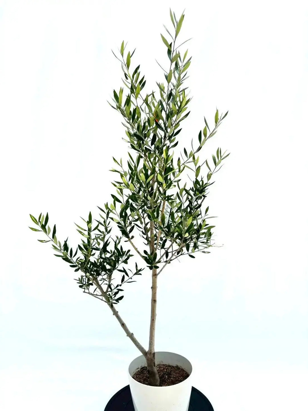 オイル用・小実】コロネイキ（オリーブの木）〈開帳型〉｜120cm｜S