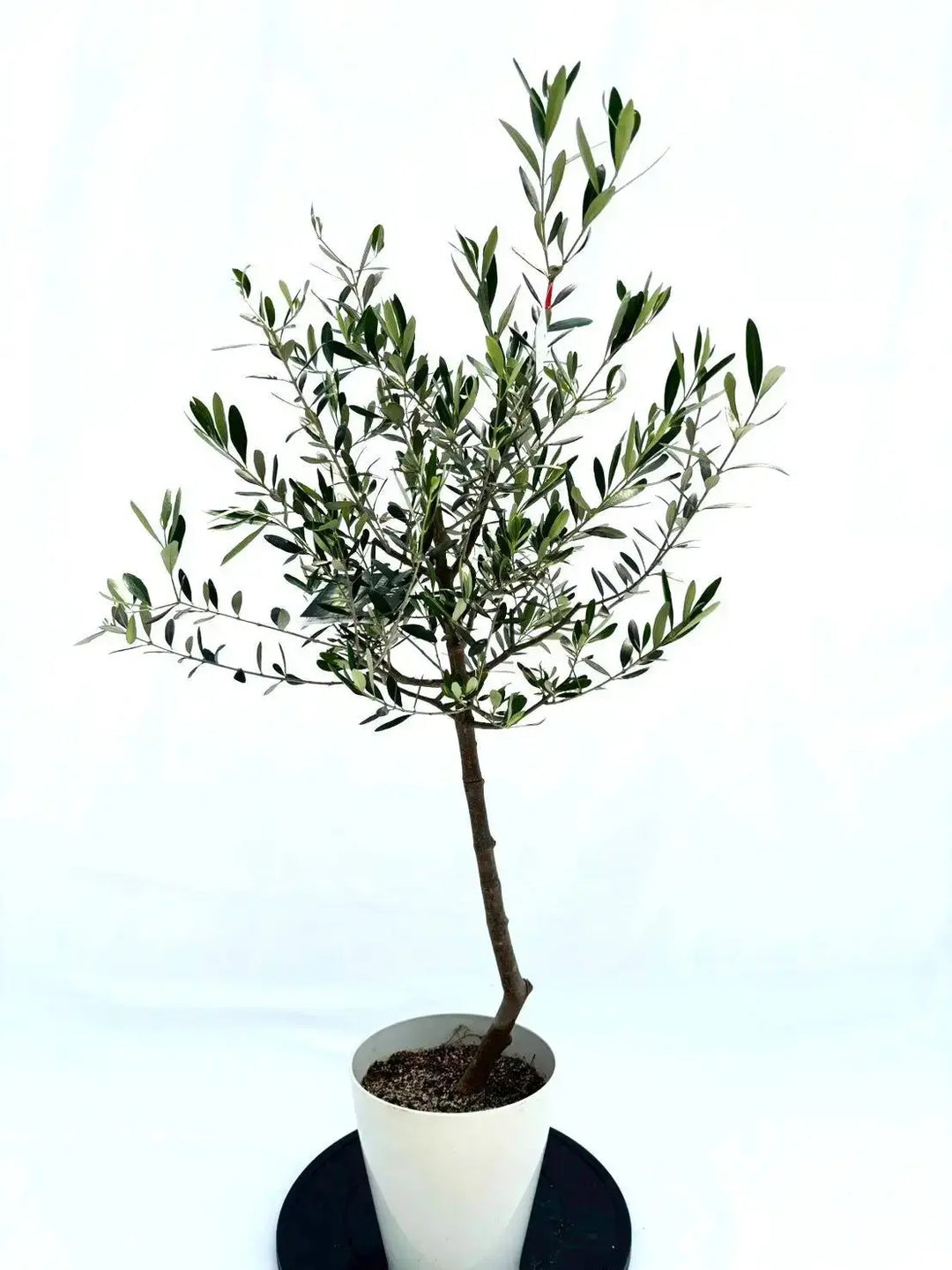 寒さに強い・開帳型】コレッジョラ（オリーブの木）〈病害虫に強い