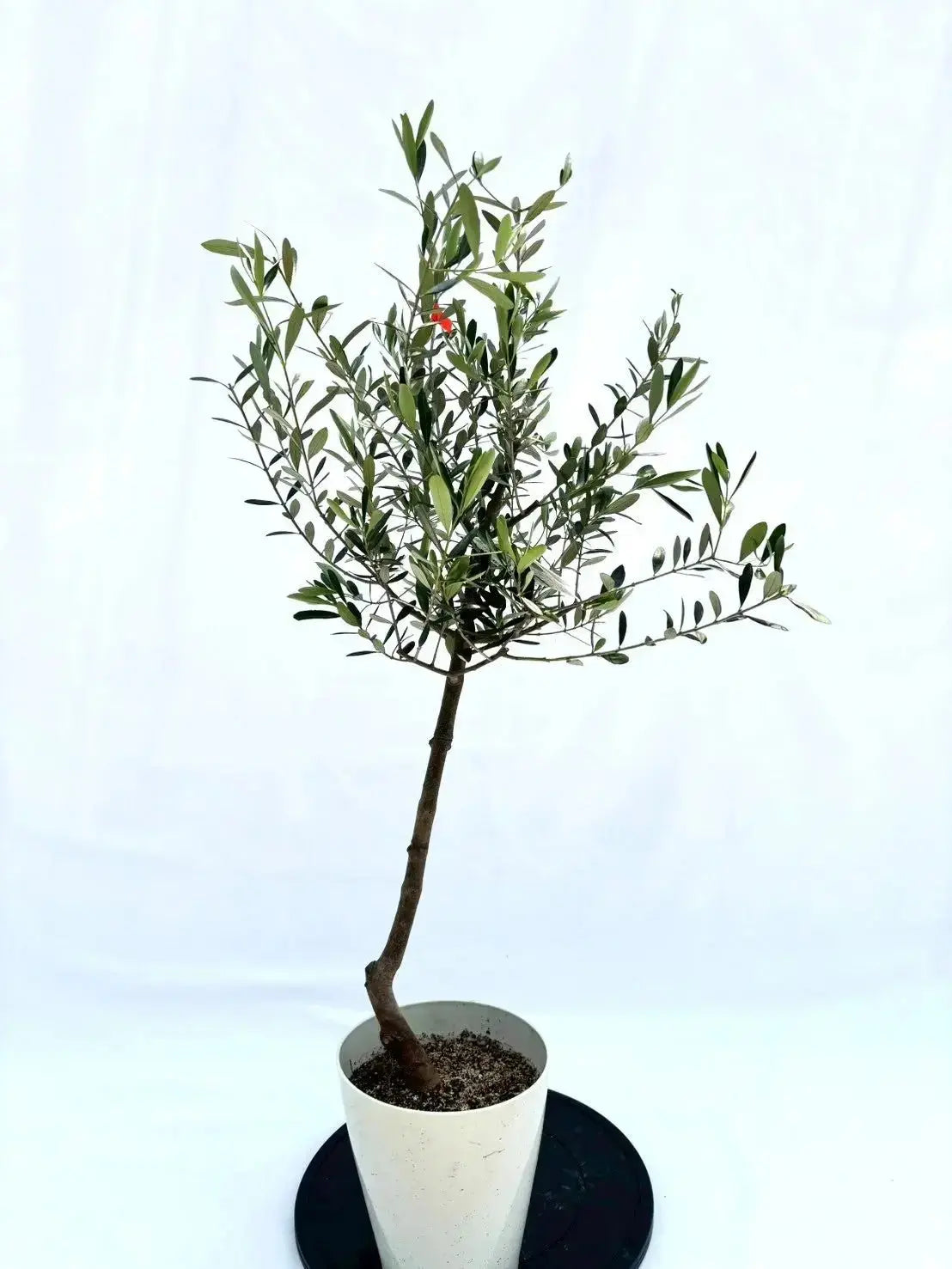 コレッジョラ　Sサイズ　約120cm　NO.10506　オリーブの木 - 株式会社鶴亀園