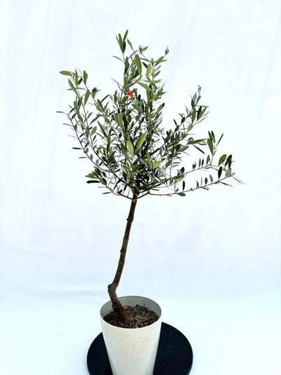 コレッジョラ　Sサイズ　約120cm　NO.10506　オリーブの木 - 株式会社鶴亀園