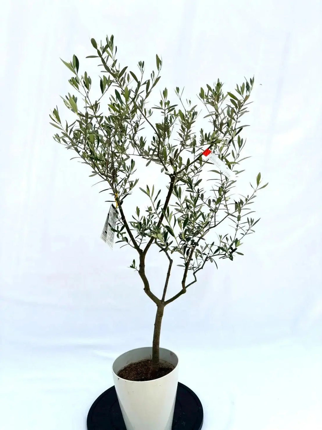 人気・開帳型】ネバディロブランコ（オリーブの木）〈初心者向き