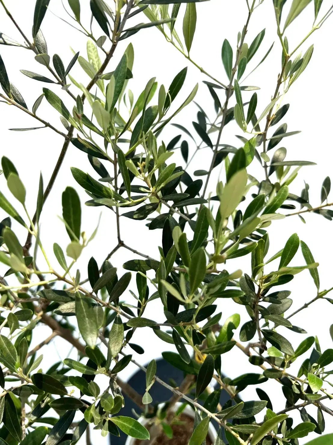 人気・開帳型】ネバディロブランコ（オリーブの木）〈初心者向き