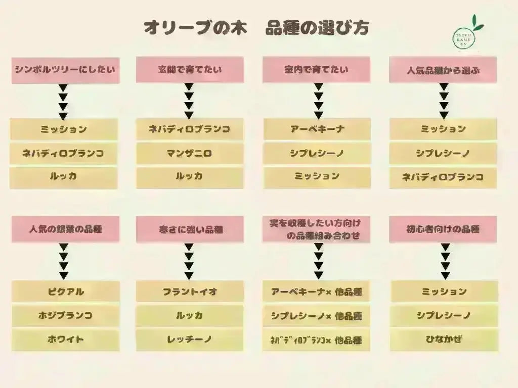 NEWシプレシーノ（オリーブの木）｜大型商品｜NO.1954｜約170cm｜人気