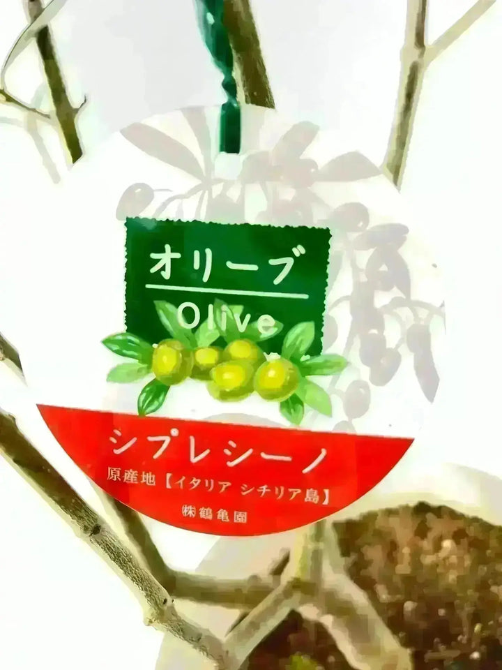 大株125cm オリーブ　チプレシーノ　スペイン産 オリーブ・チプレッシーノ S | 観葉植物の通販 AND PLANTS