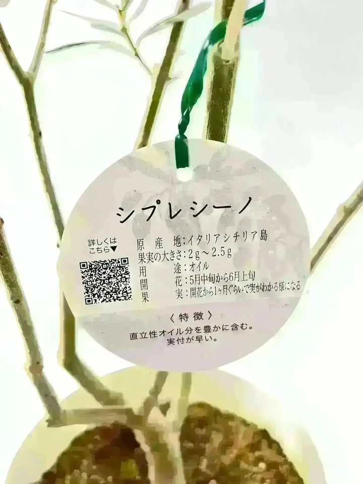 NEWシプレシーノ（オリーブの木）｜大型商品｜NO.1942｜約160cm｜人気