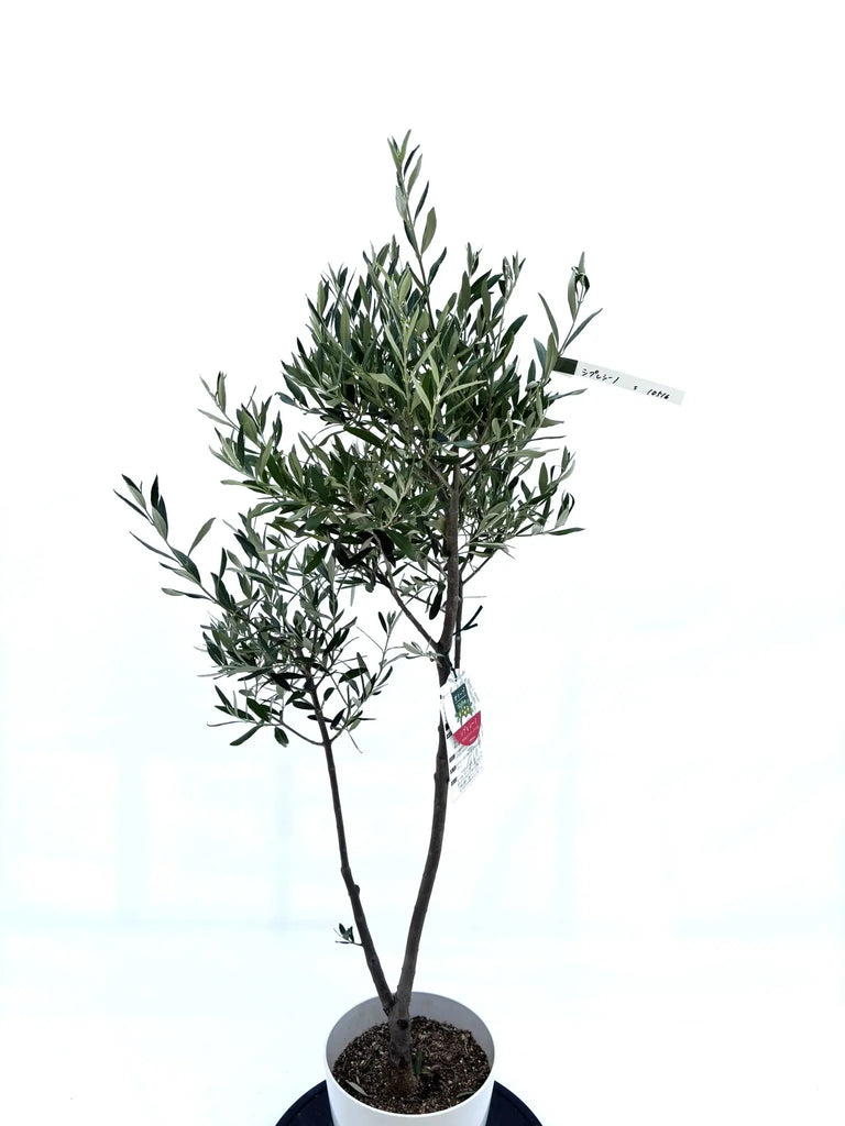 人気・初心者向き・シンボル向き】シプレシーノ（オリーブの木