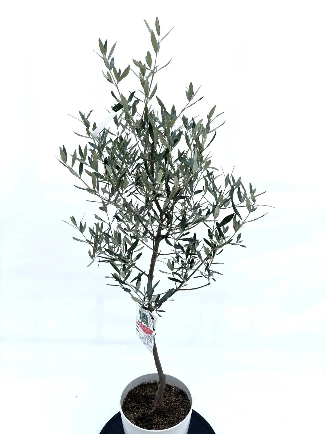オリーブの木　ホジブランコ　7号　約130cm　NO.899　人気品種　現品掲載 ホジブランコ Sサイズ 約120cm NO.10525 オリーブの木 人気品種 - 株式