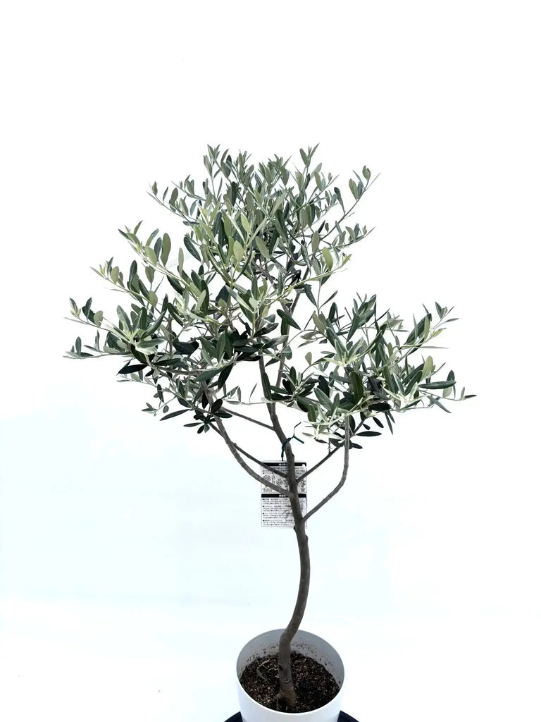 人気・銀葉】レッチーノ（オリーブの木）〈シンボル向き〉｜120cm｜S