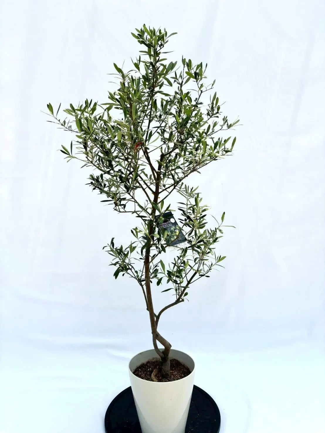a オリーブの木　ネバティロブランコ オリーブ 鉢植え 9号（562:ネバディロブランコ）創樹ブランド