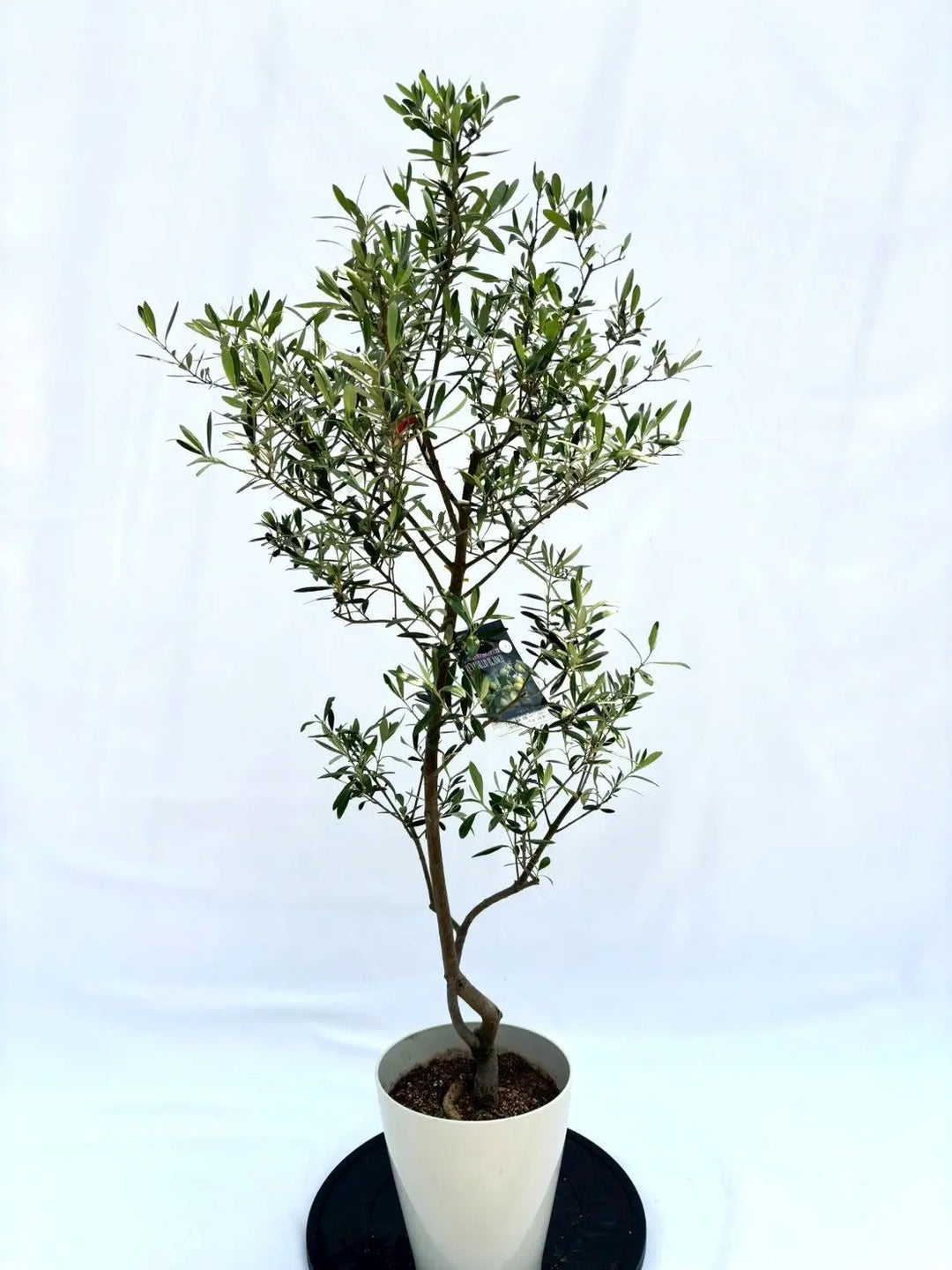 ネバディロブランコ Sサイズ 約125cm NO.10510 オリーブの木 人気品種 