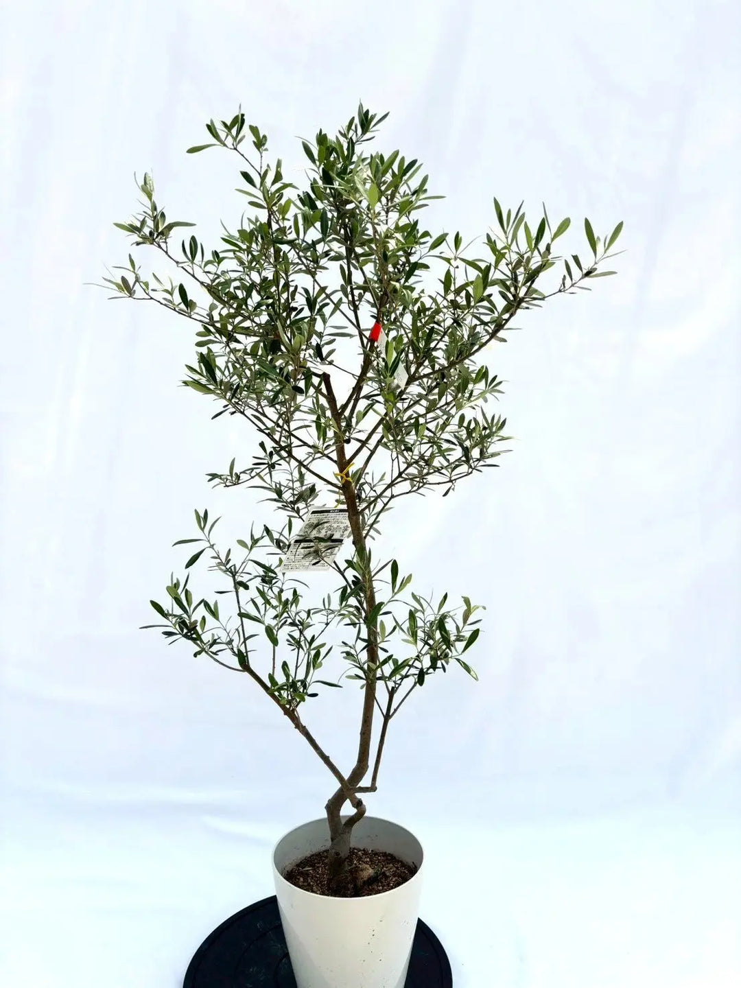ネバディロブランコ Sサイズ 約125cm NO.10510 オリーブの木 人気品種 