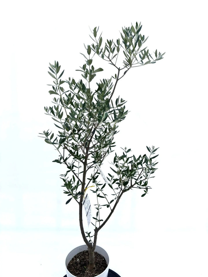 人気・開帳型】ネバディロブランコ（オリーブの木）〈初心者向き