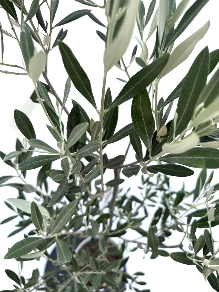 オリーブの木　ミッション ミッション Sサイズ 約135cm NO.10476 オリーブの木 - 株式会社