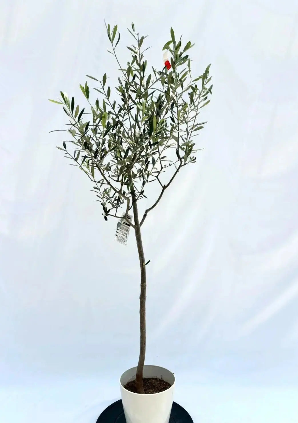 オリーブの木,た植物/観葉植物ルッカ『特大、綺麗な樹形。樹高約150㌢ ルッカ Sサイズ 約150cm NO.10515 オリーブの木 人気品種 - 株式会社鶴亀園