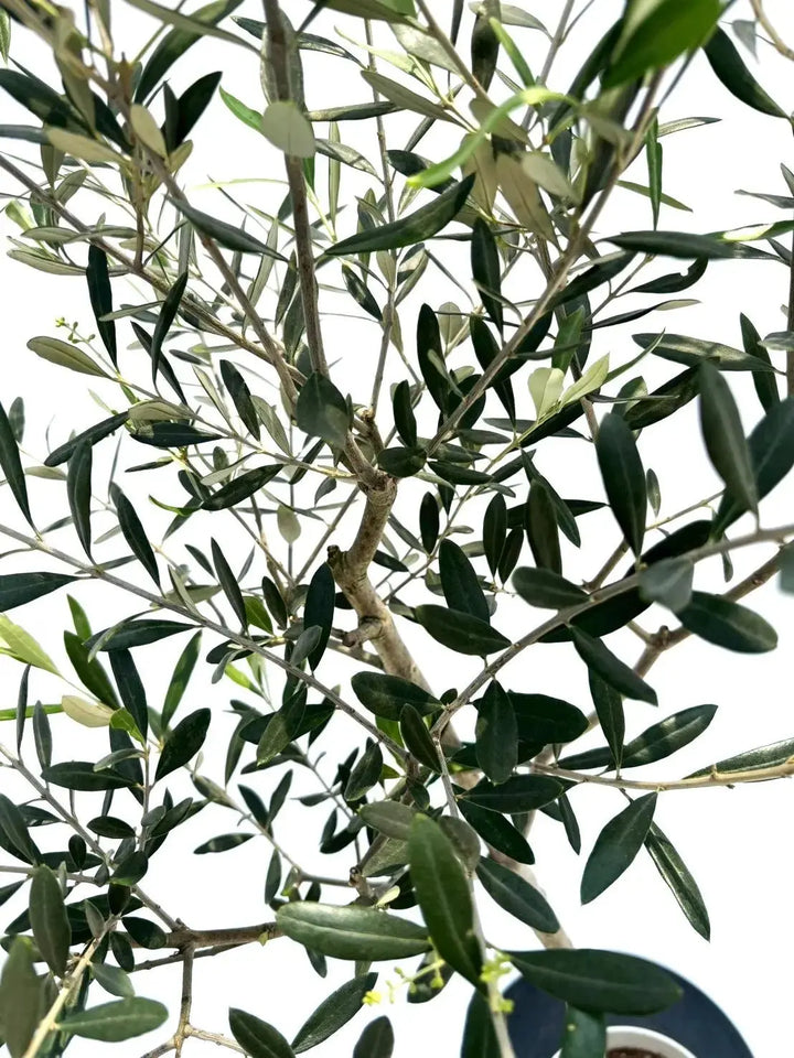 ルッカ Sサイズ 約150cm NO.10515 オリーブの木 人気品種 - 株式会社鶴亀園