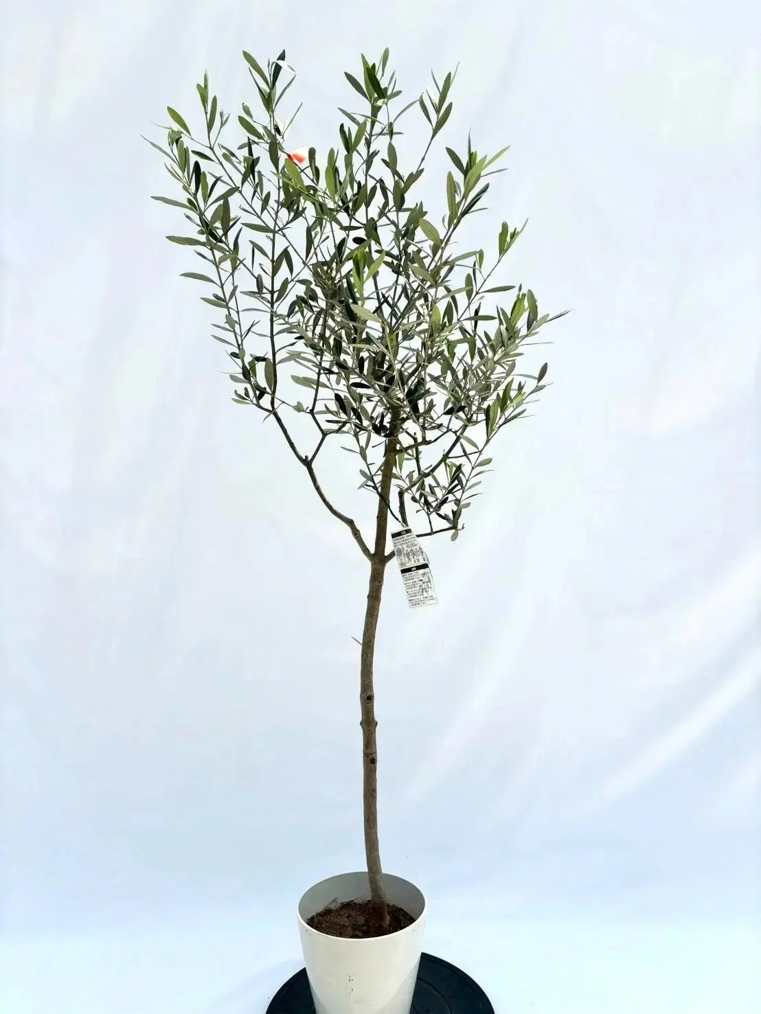 ルッカ Sサイズ 約150cm NO.10515 オリーブの木 人気品種 - 株式会社鶴亀園