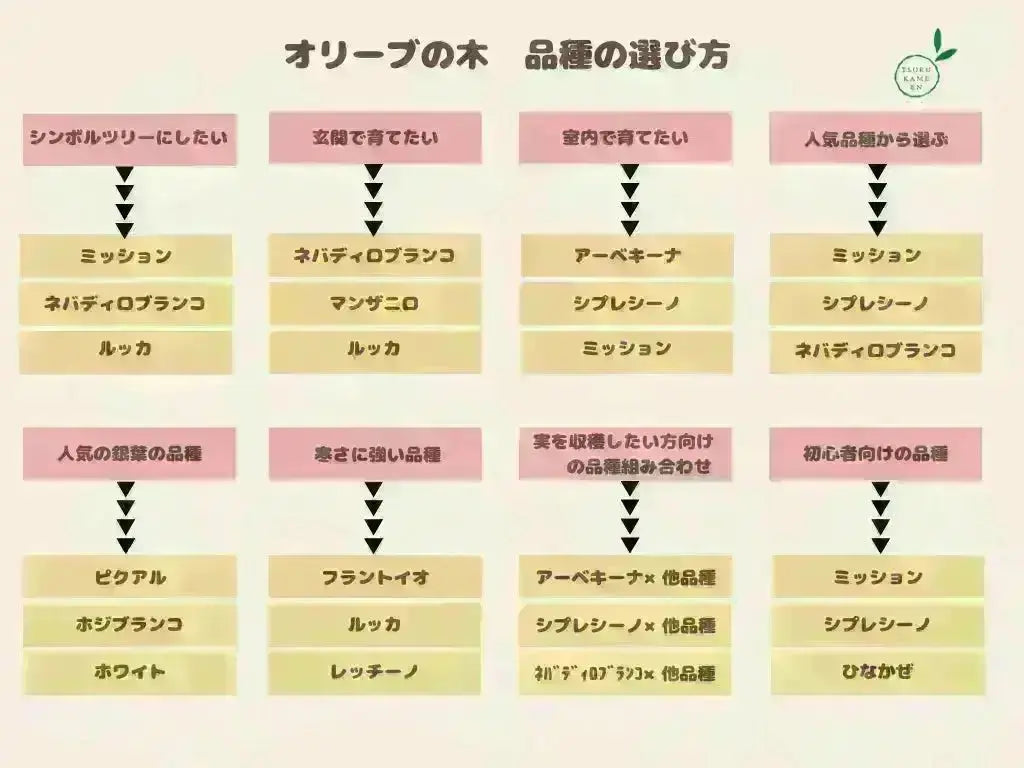 人気・寒冷地対応】ルッカ（オリーブの木）〈初心者向き〉｜160cm｜L