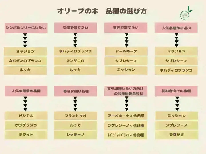 ルッカ Lサイズ 約140cm K-168 オリーブの木 人気品種 - 株式会社鶴亀園 ルッカ Lサイズ 約140cm K-168 オリーブの木 人気品種 - 株式会社鶴亀園