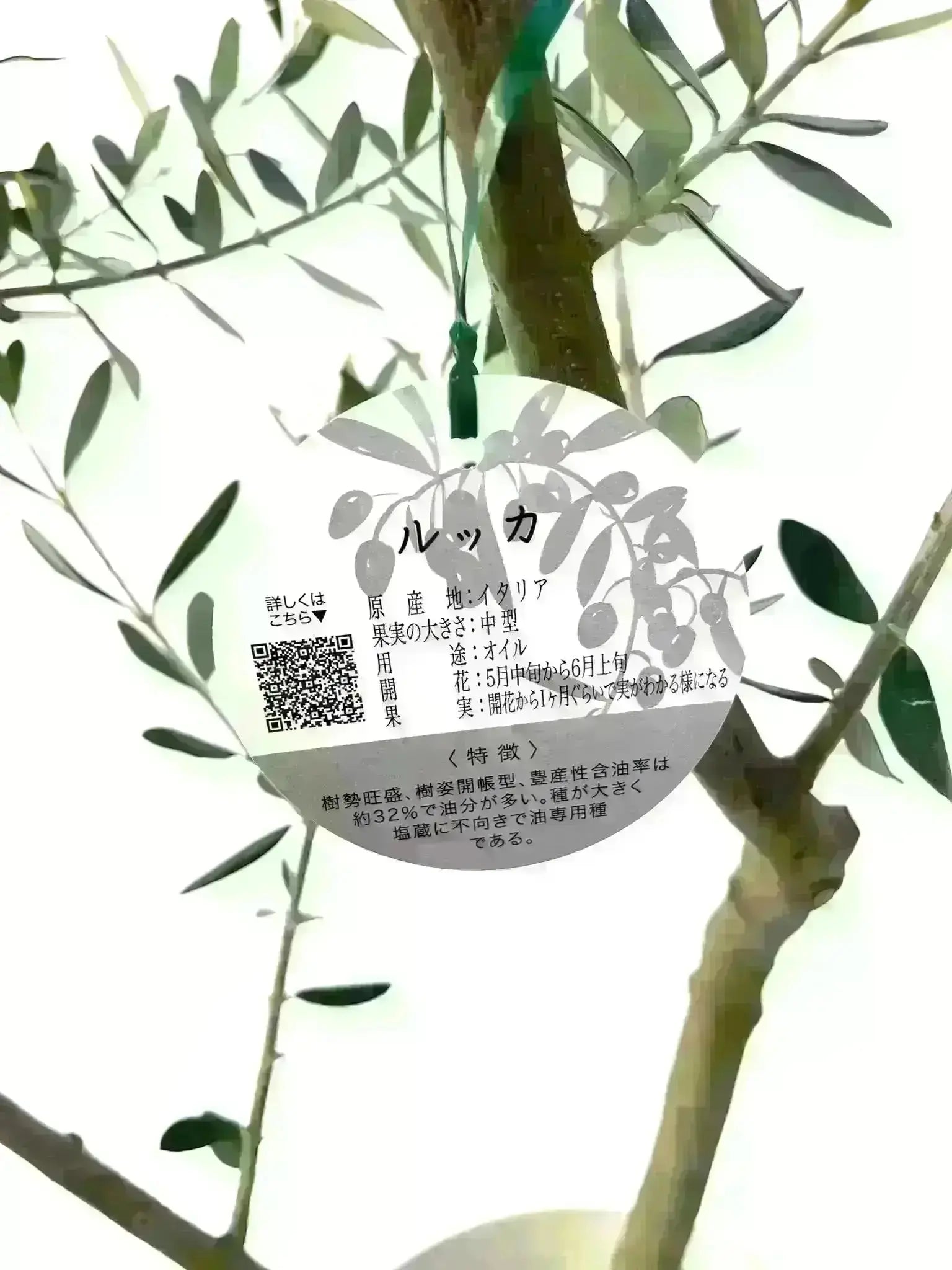 NEW【人気・寒冷地OK】ルッカ（オリーブの木）〈大型商品〉｜約180cm