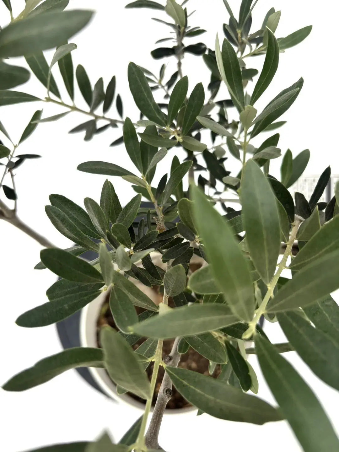 希少・柳型】ペンドリノ（オリーブの木）〈観葉植物〉｜Sサイズ｜No