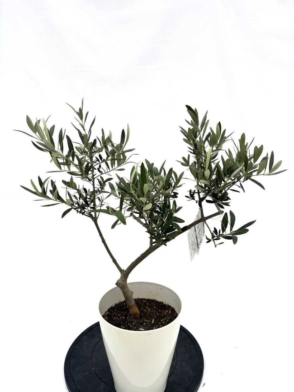 オリーブの木（全商品）｜写真の木をそのままお届け［現品販売］｜鶴亀