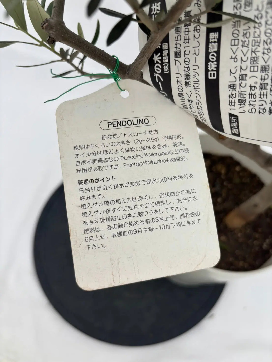 希少・柳型】ペンドリノ（オリーブの木）〈観葉植物〉｜Sサイズ