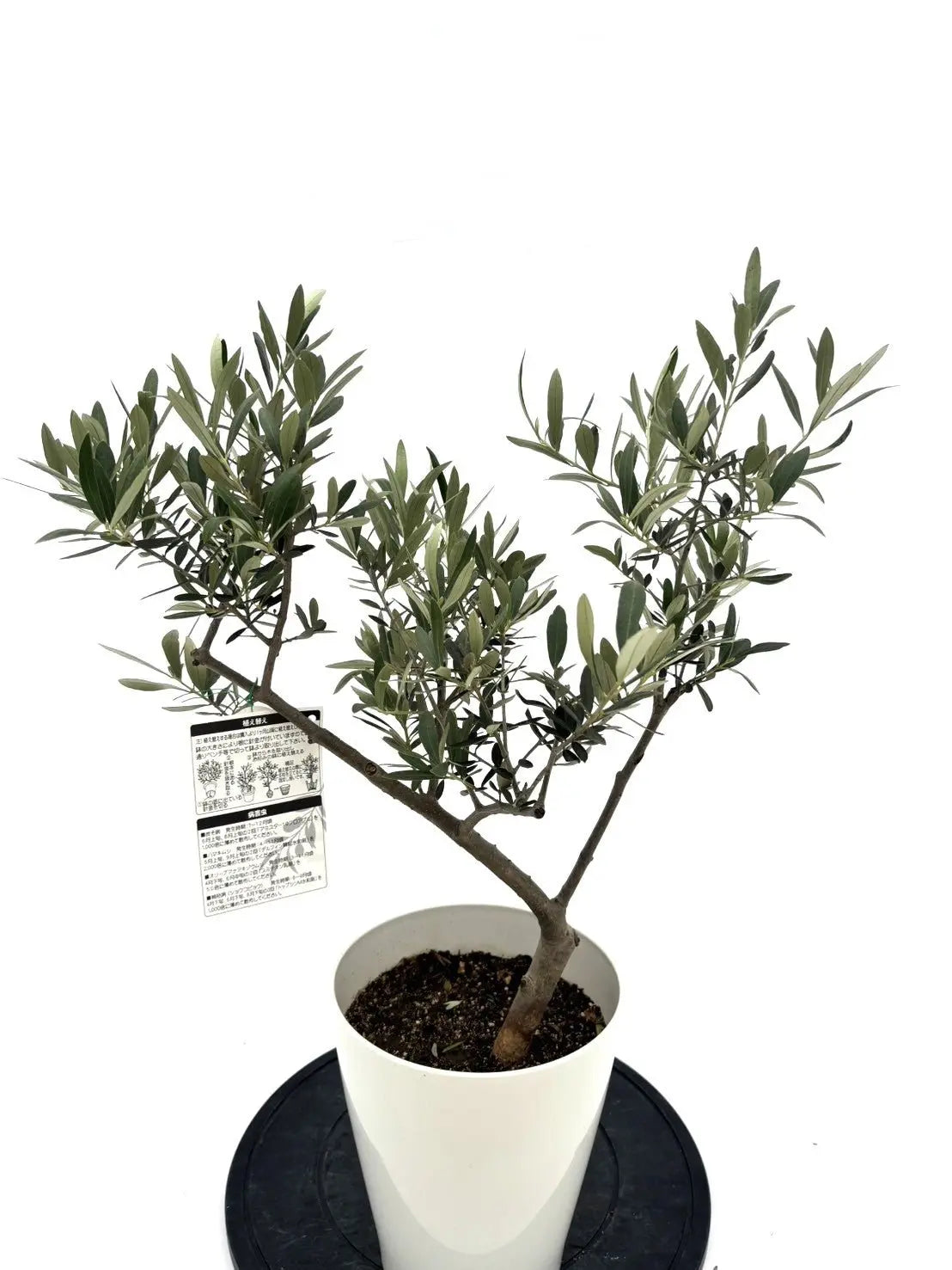 希少・柳型】ペンドリノ（オリーブの木）〈観葉植物〉｜Sサイズ｜No